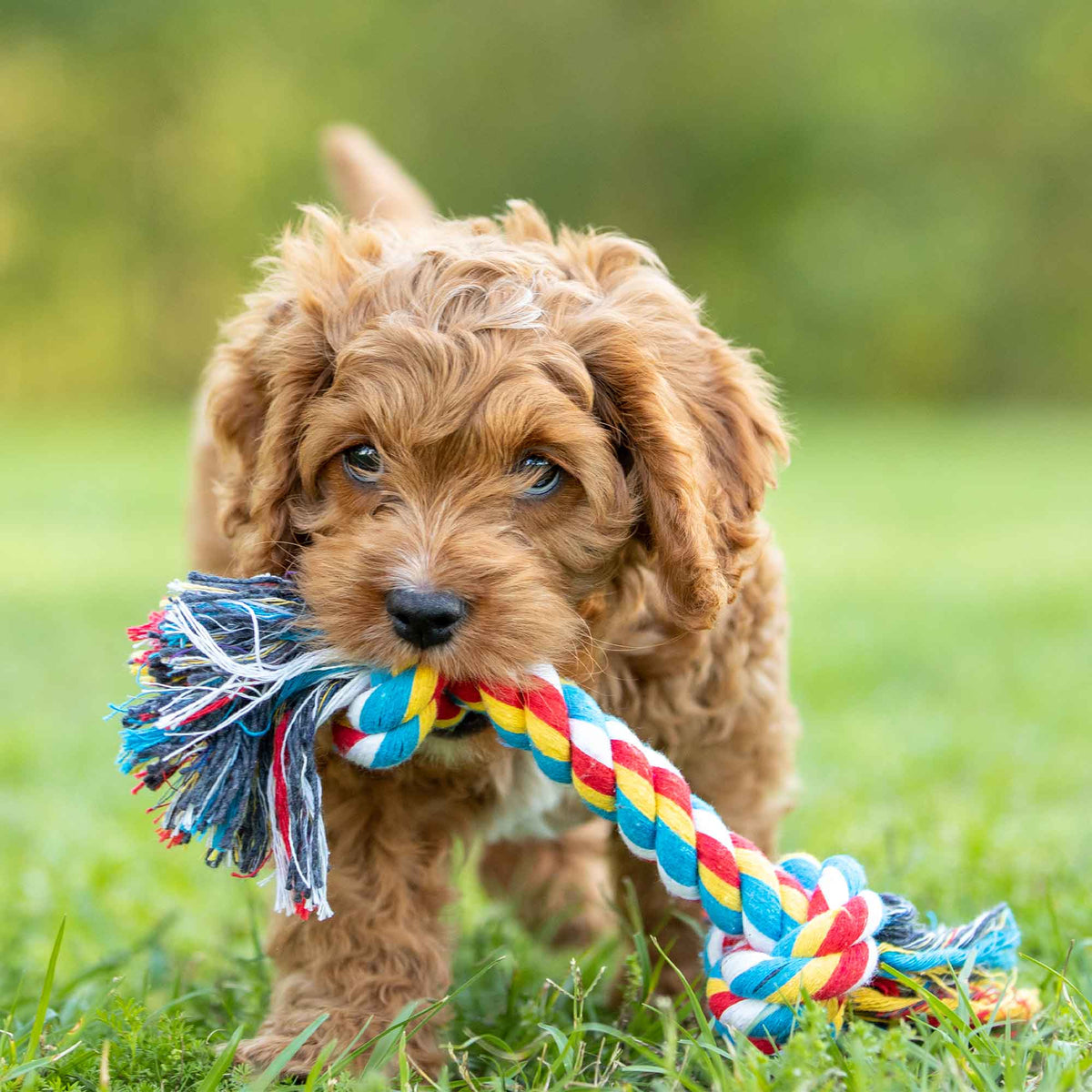 Dog holding a multicolored braided rope toy outdoors.