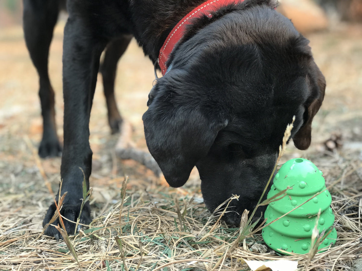 Dog playing with the green Christmas Tree toy on the grass
