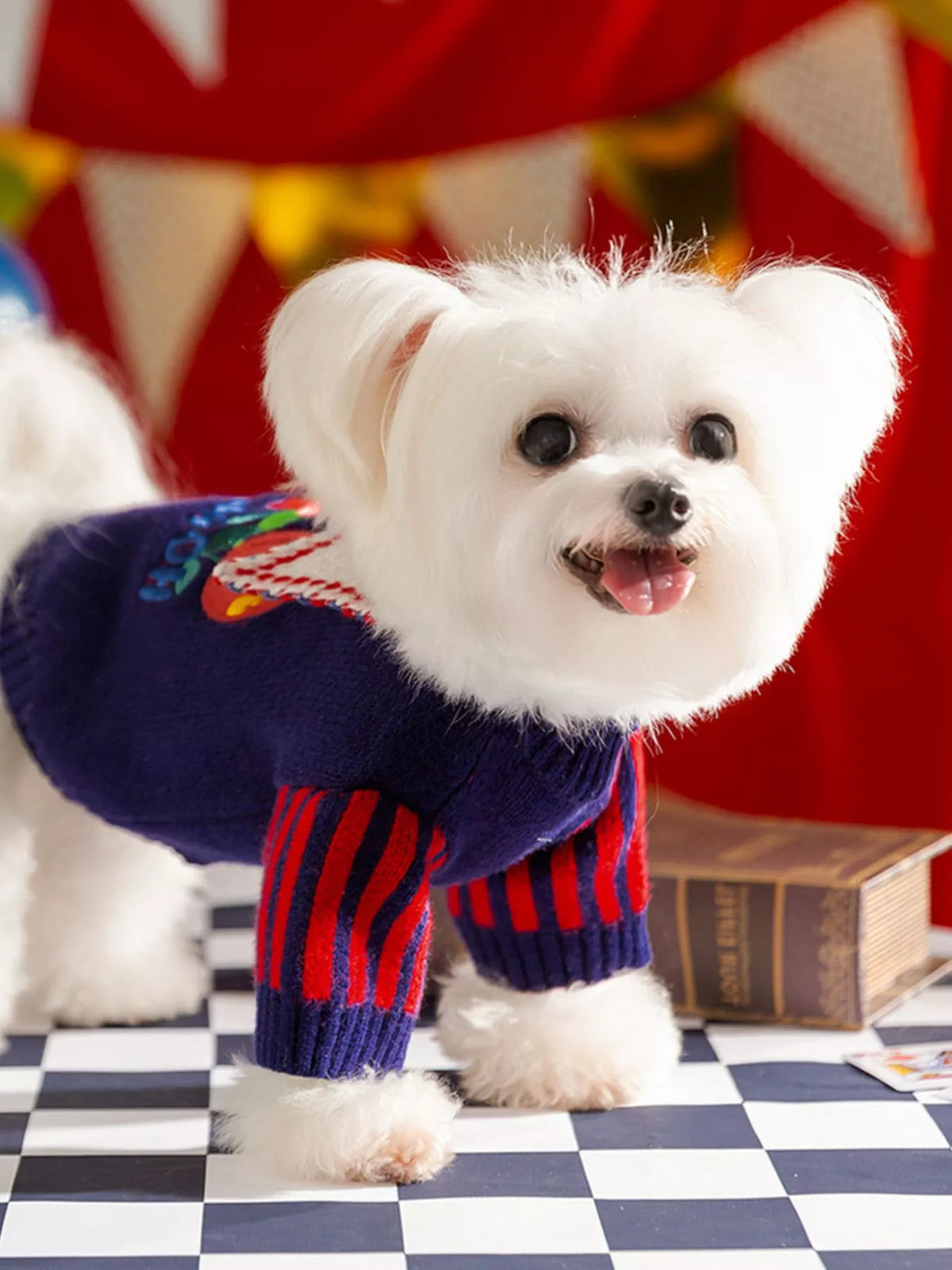 Small white dog wearing a navy pet sweater with red striped sleeves.