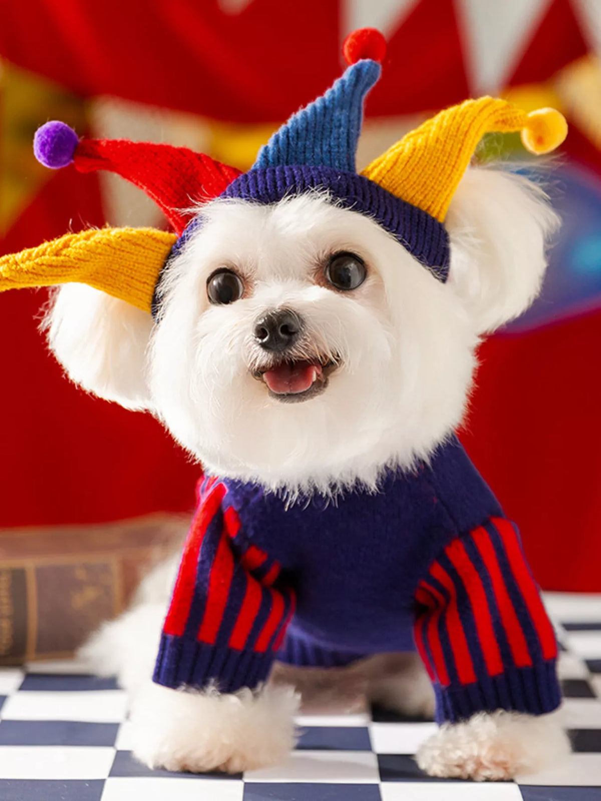 Small white dog wearing a navy pet sweater with red striped sleeves and a colorful pointed hat.