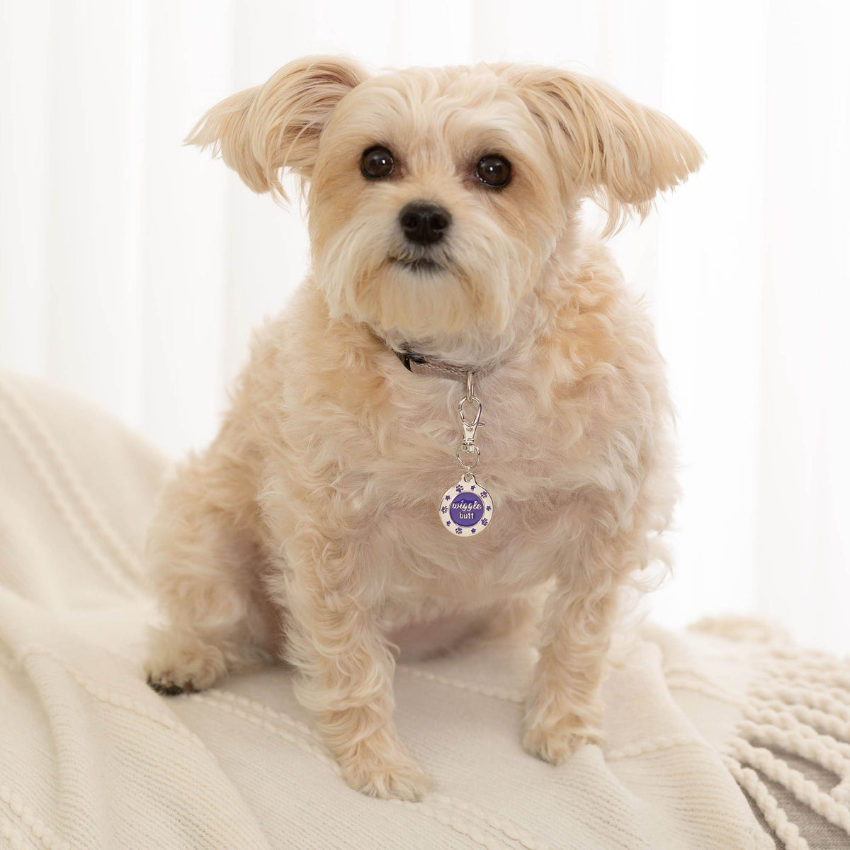 Dog wearing the purple Wiggle Butt enamel pet tag with paw-print and star details on its collar; collar not included.