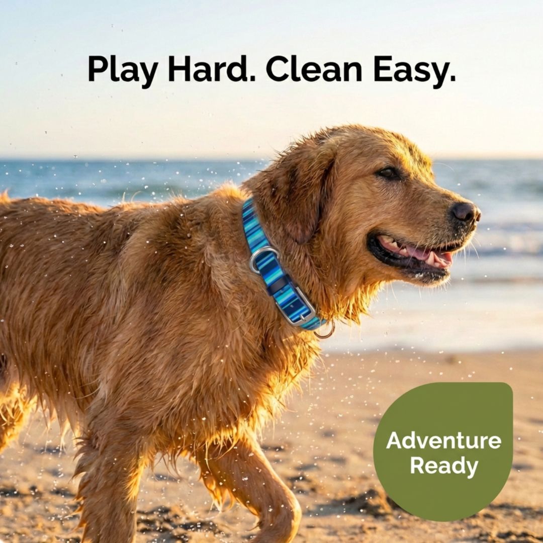 Dog wearing a blue Rubyloo waterproof collar outdoors