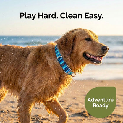 Dog wearing a blue Rubyloo waterproof collar outdoors