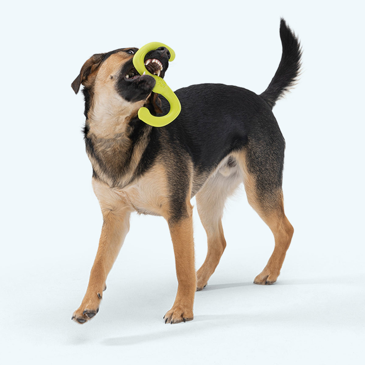 Dog carrying a Granny Smith Bumi tug toy.
