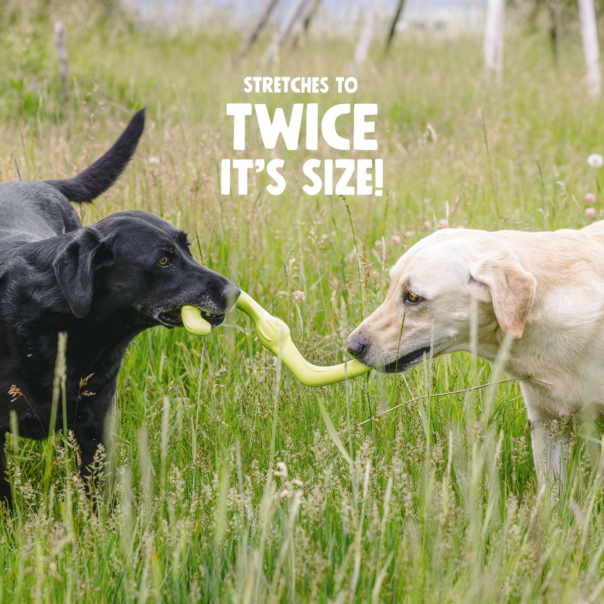 Two dogs playing tug with a Granny Smith Bumi toy; supplier graphic says stretches to twice its size.
