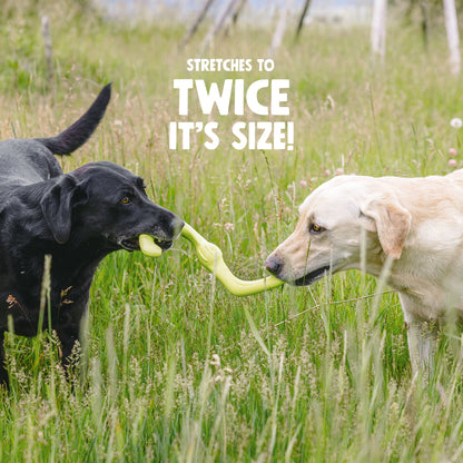 Two dogs playing tug with a Granny Smith Bumi toy; supplier graphic says stretches to twice its size.