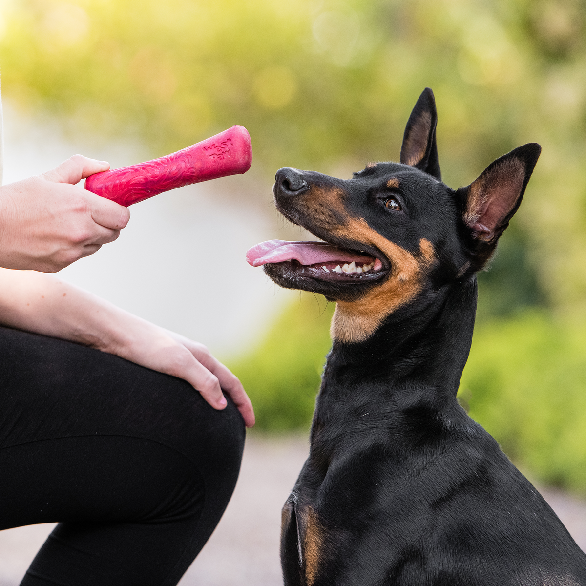Dog and handler demonstrating a Hibiscus West Paw Drifty; one toy included.