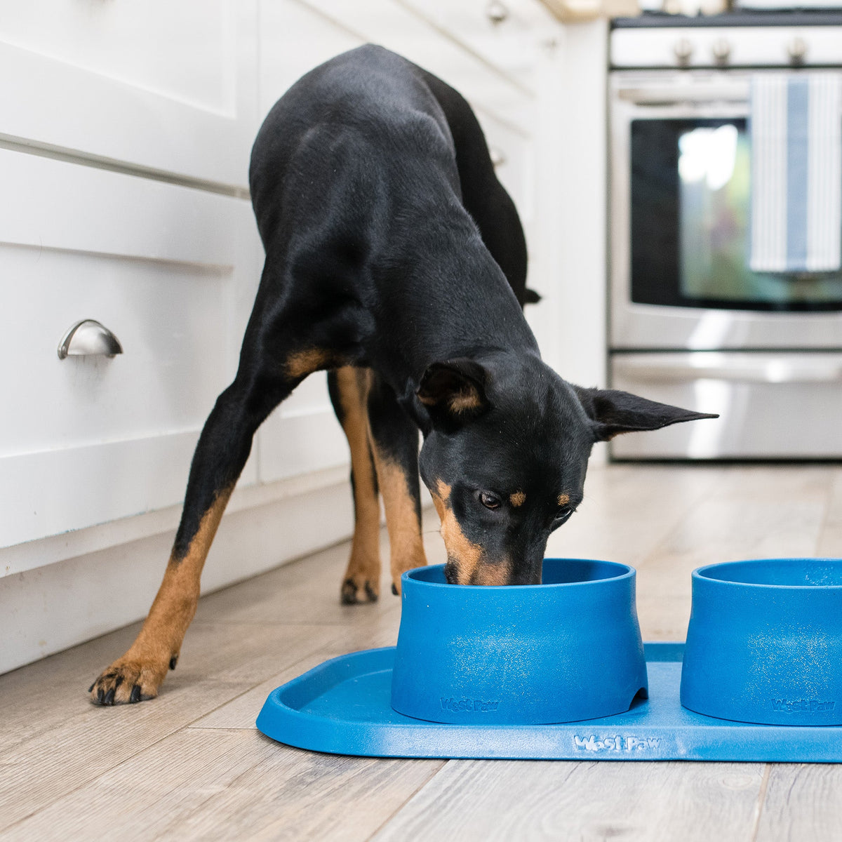 Dog eating from bowls on a Marine blue West Paw placemat; bowls and food not included