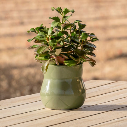 Forest Green ceramic planter styled outdoors; plant and other props are not included.