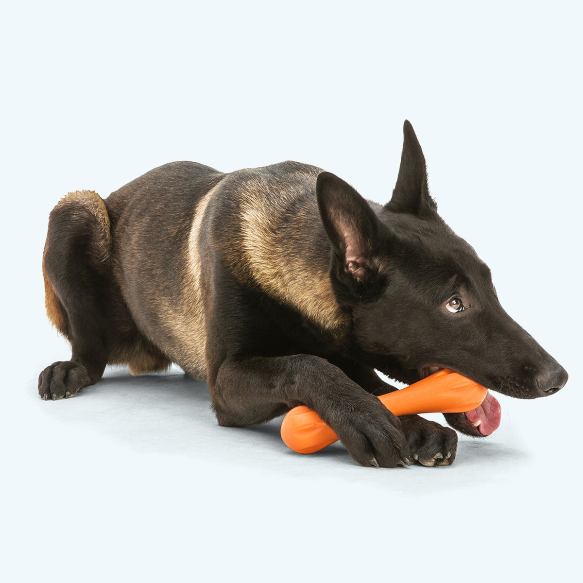 Dog chewing a Tangerine Hurley toy; dog is not included.