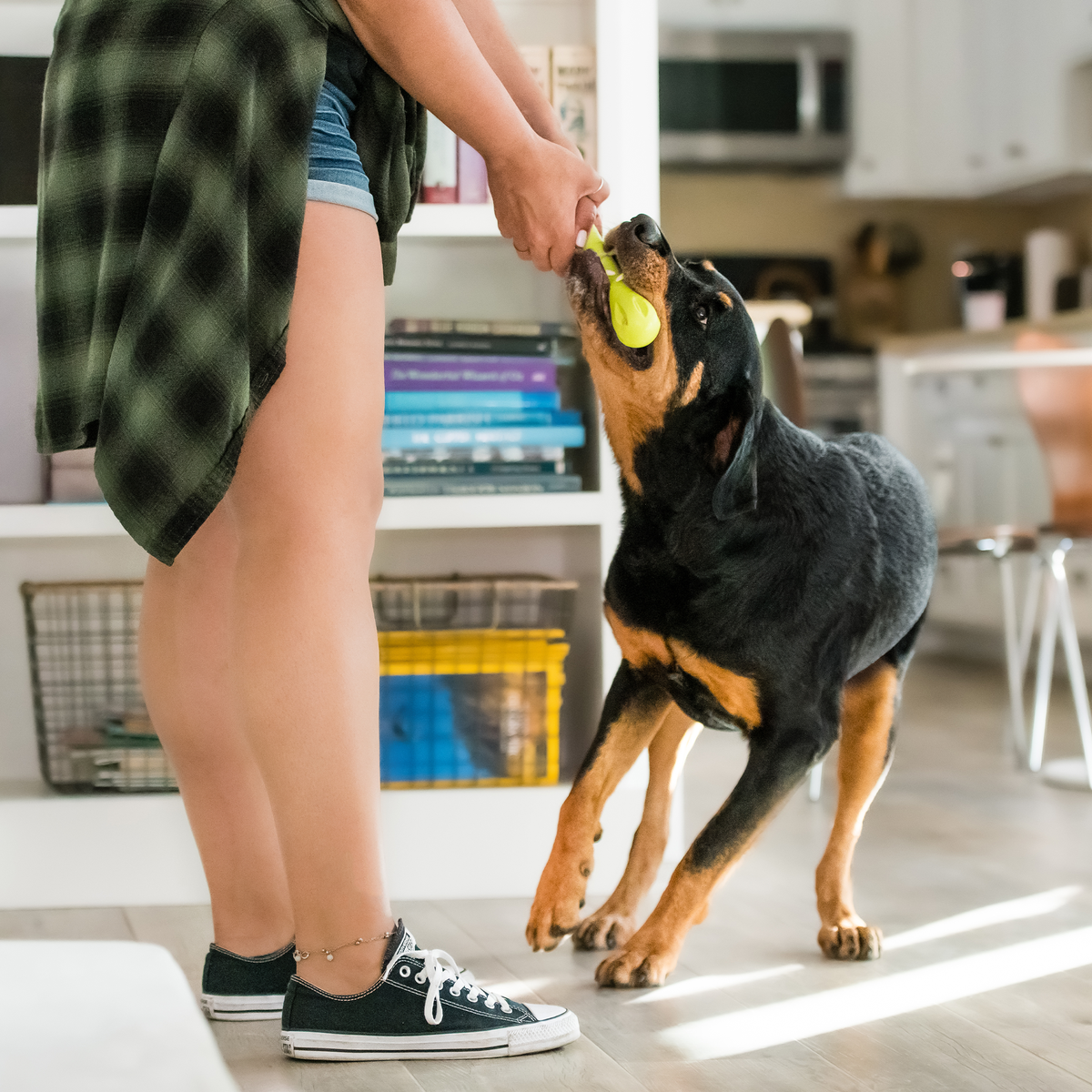 Person offering a Granny Smith Hurley toy to a dog; person, dog and furnishings are not included.