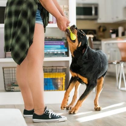 Person offering a Granny Smith Hurley toy to a dog; person, dog and furnishings are not included.