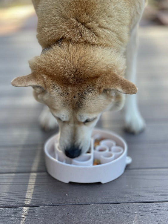 Front view of dog using Java eBowl; dog and food not included