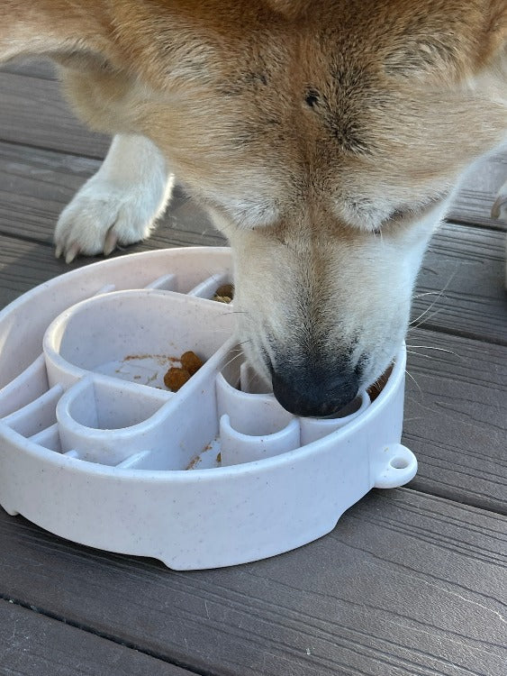 Dog using maze compartments of Java eBowl; food and dog not included