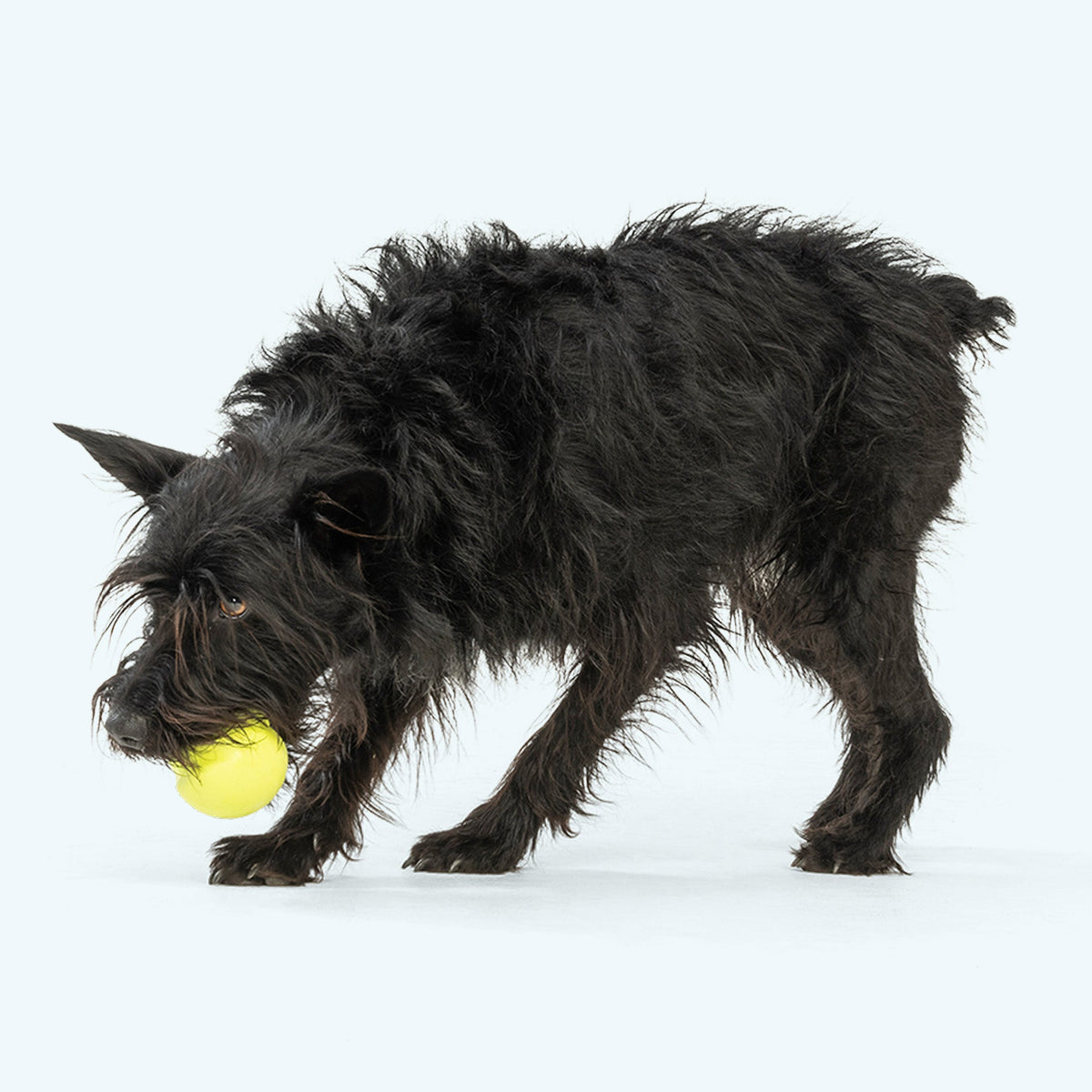 Dog playing with a Granny Smith Jive ball; dog is not included.