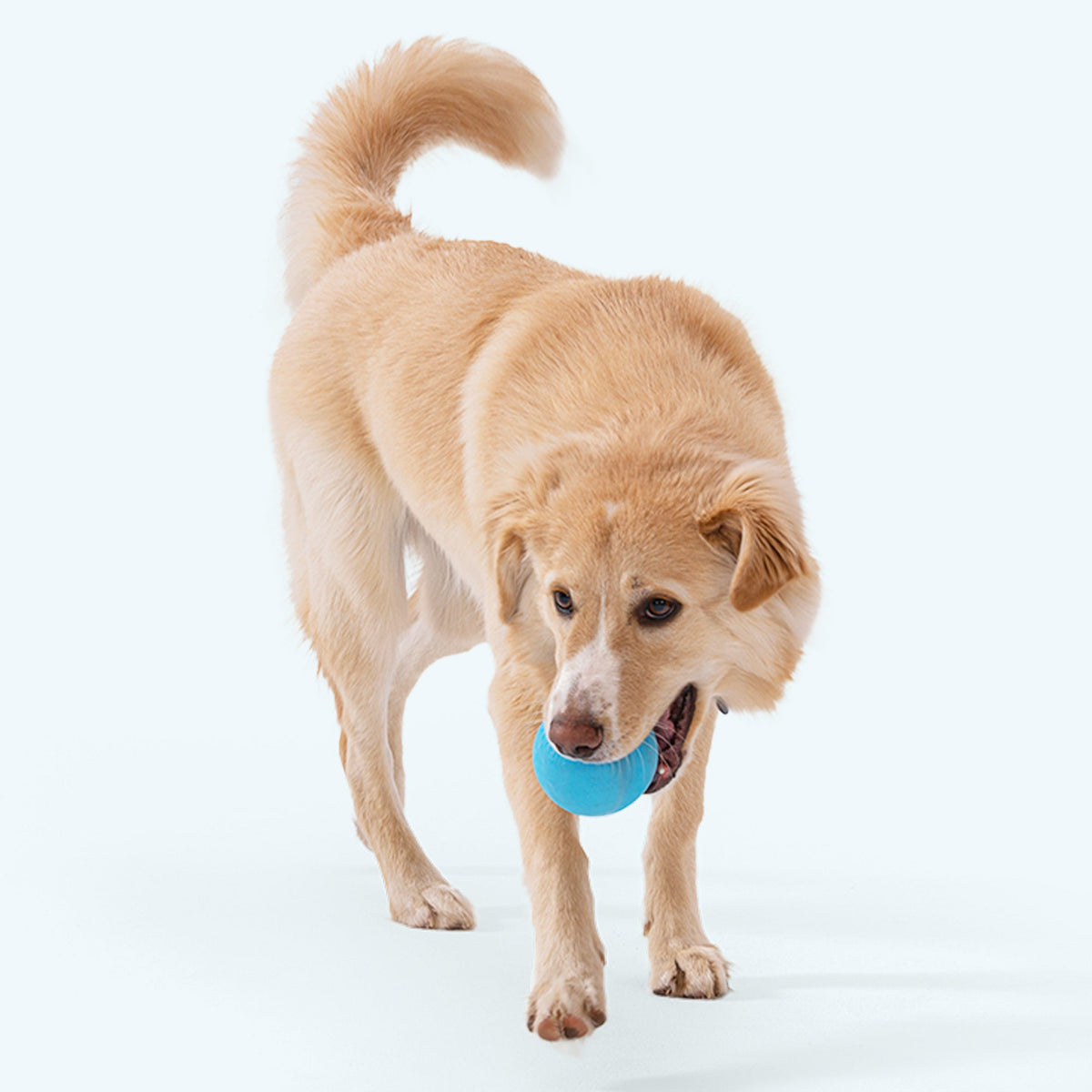 Dog holding an Aqua Blue Jive ball; dog is not included.
