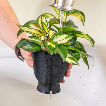 Removable liner watering demonstration; example plant and watering tools are not included.