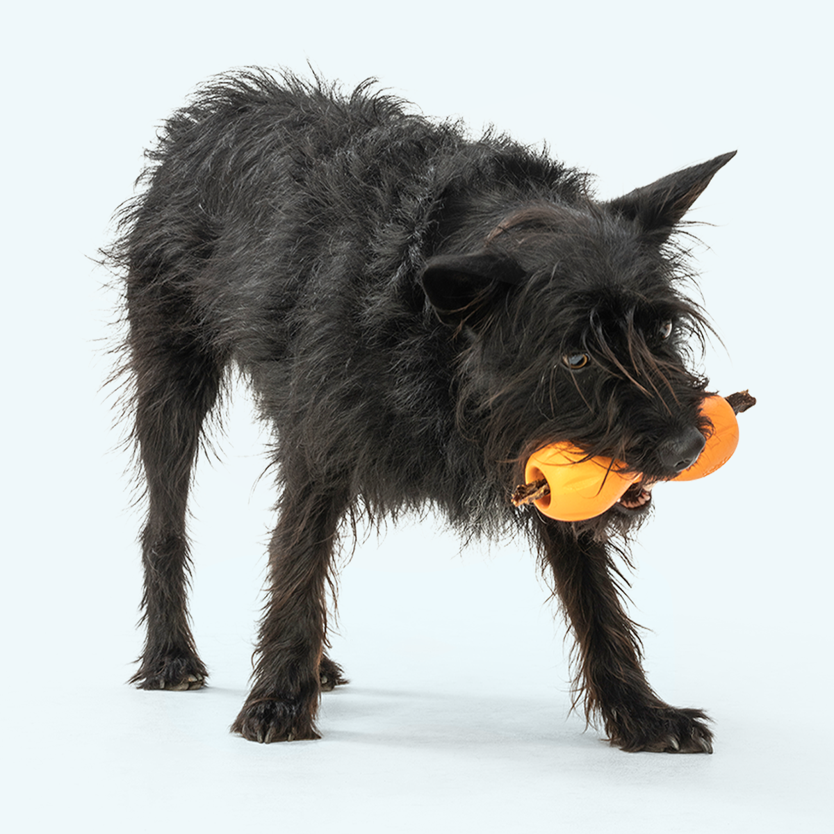 Dog holding a Tangerine West Paw Qwizl toy in its mouth.