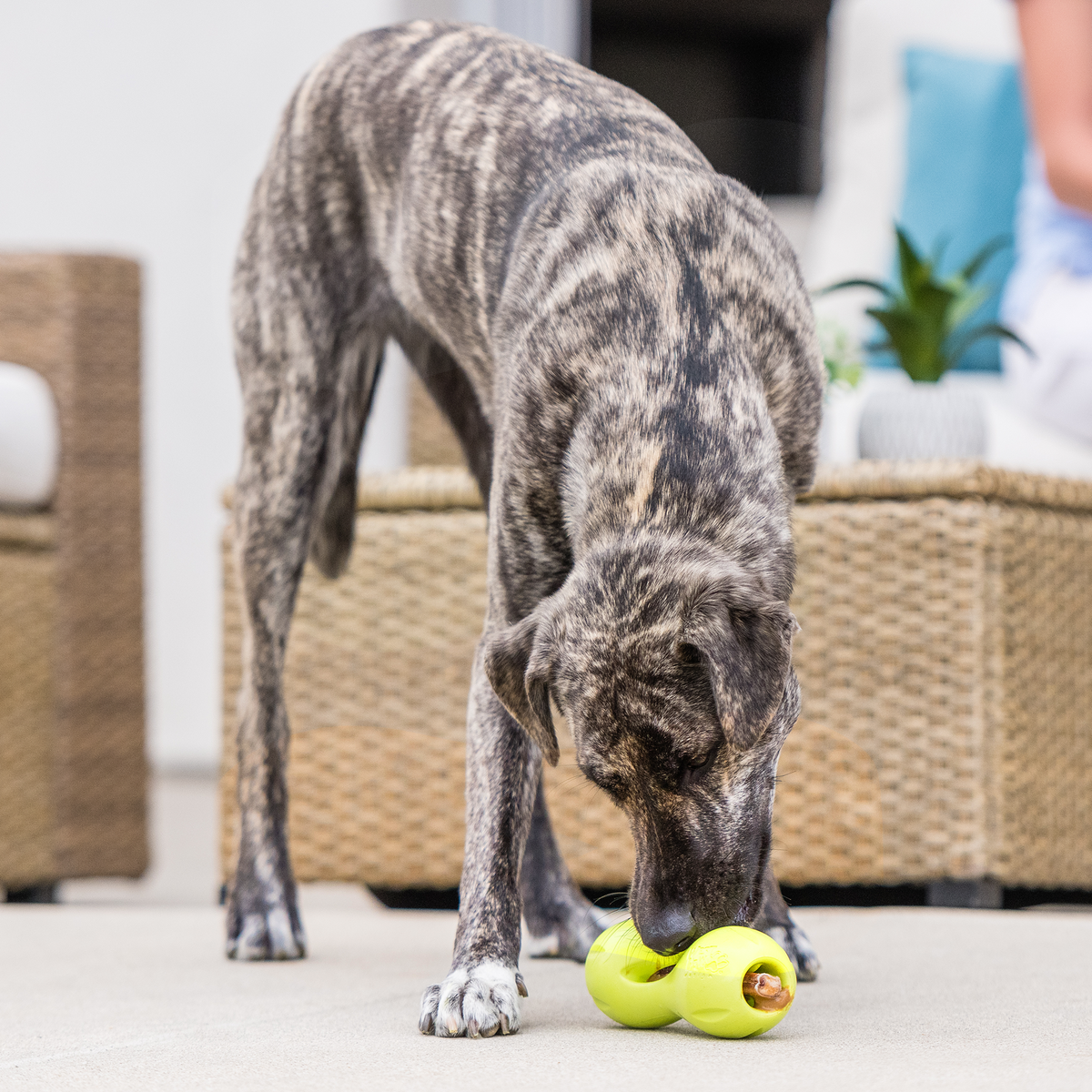 Dog investigating a Granny Smith West Paw Qwizl toy on the floor.