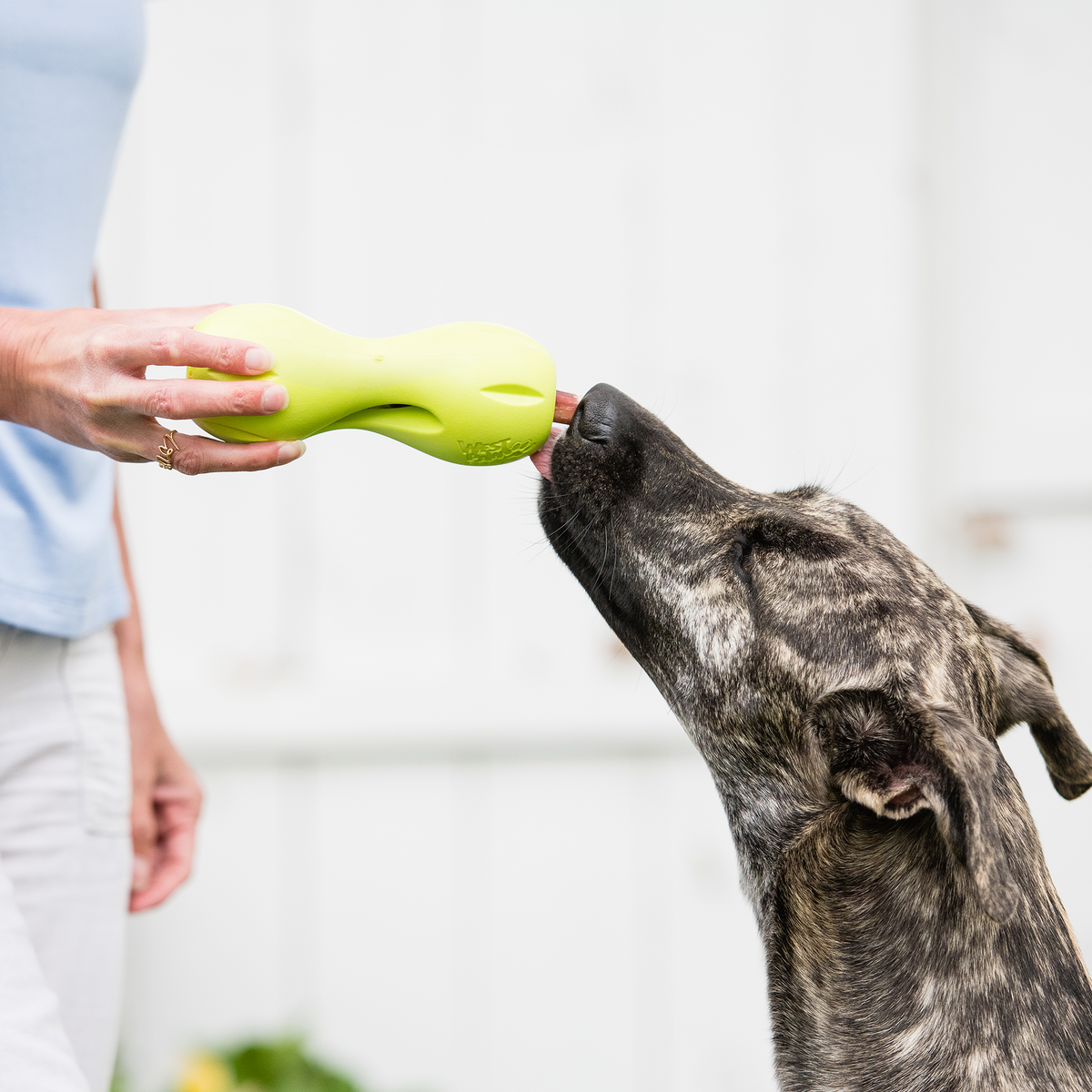 Dog and person playing tug with a Granny Smith West Paw Qwizl toy.