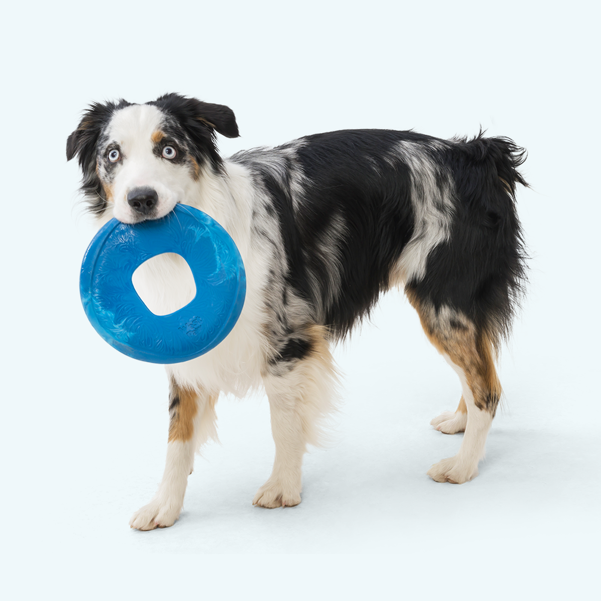 Dog holding a Surf blue West Paw Sailz flying disc