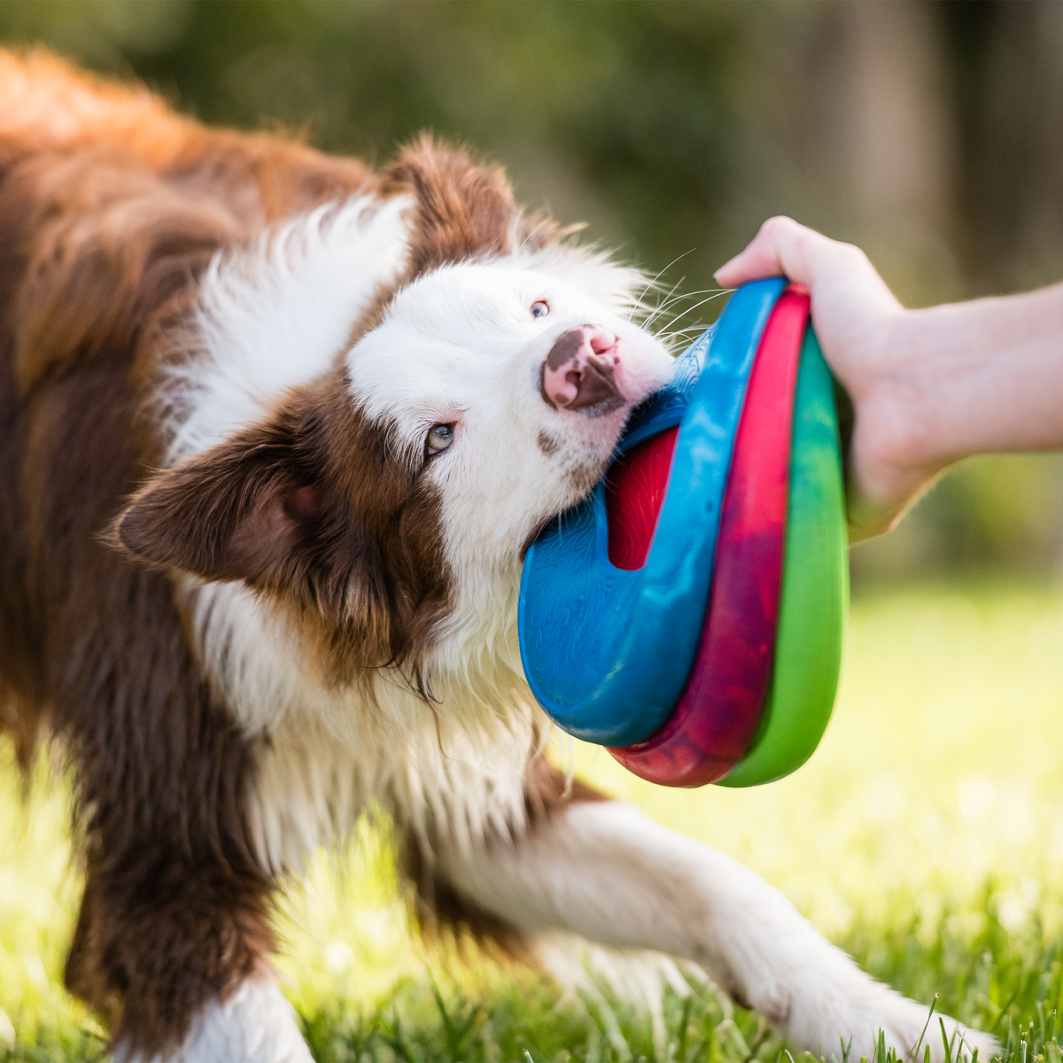 Dog playing with West Paw Sailz discs; each disc sold separately