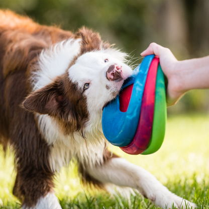 Dog playing with West Paw Sailz discs; each disc sold separately