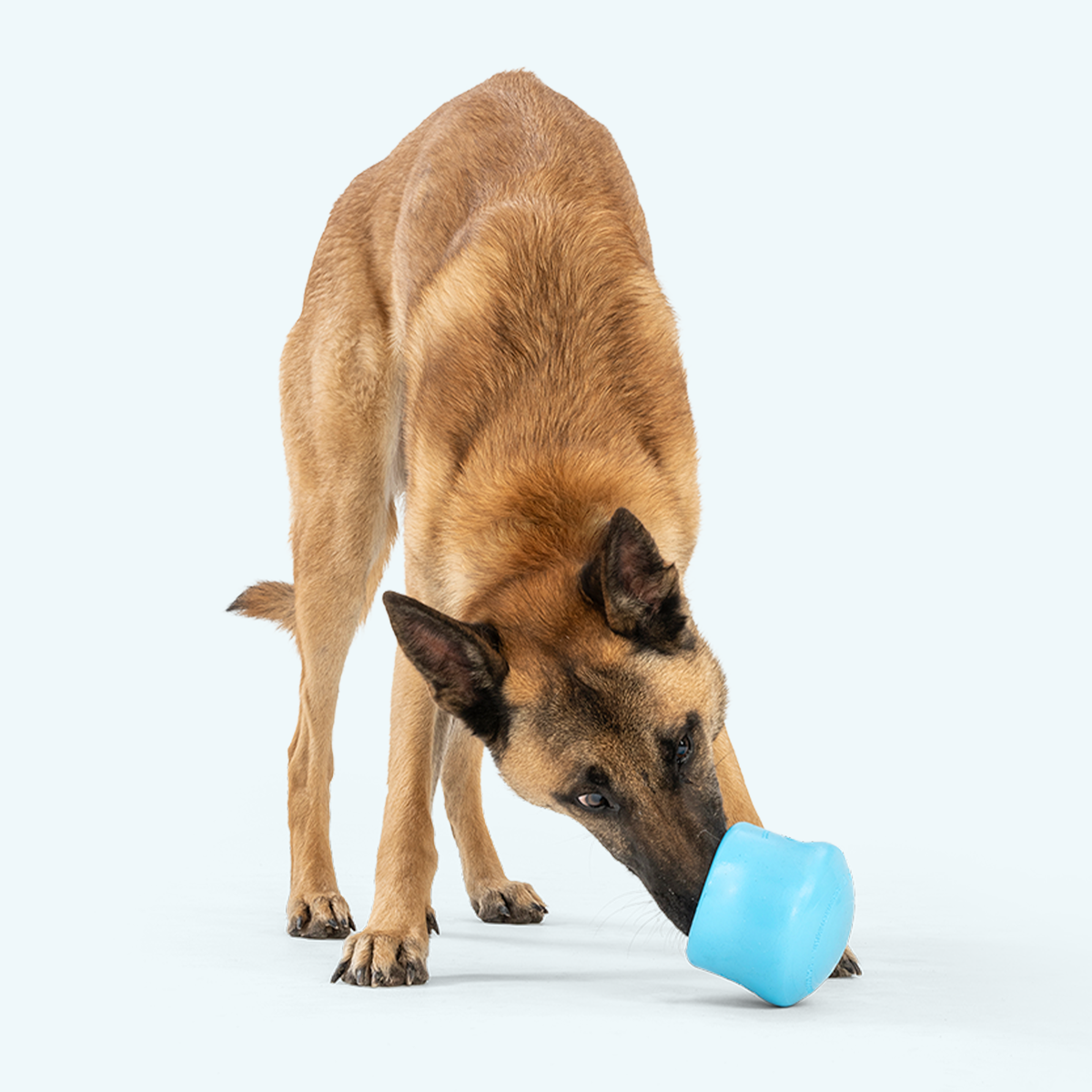 Dog nudging an Aqua Blue West Paw Toppl toy on the floor.