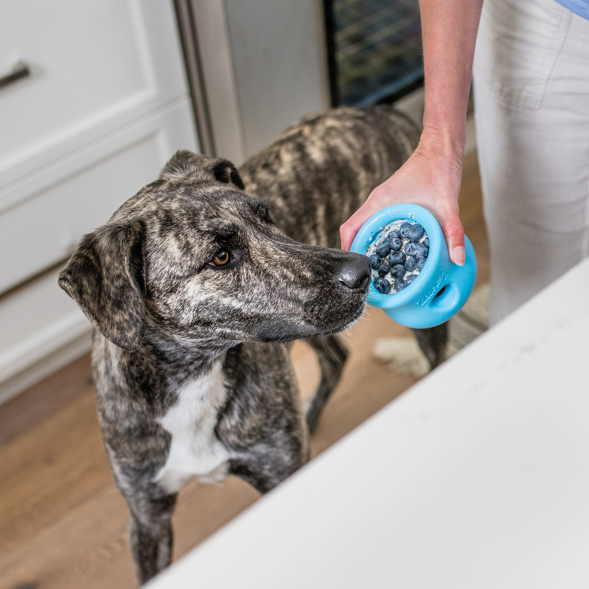 Person offering a kibble-filled Aqua Blue West Paw Toppl toy to a dog; kibble is not included.