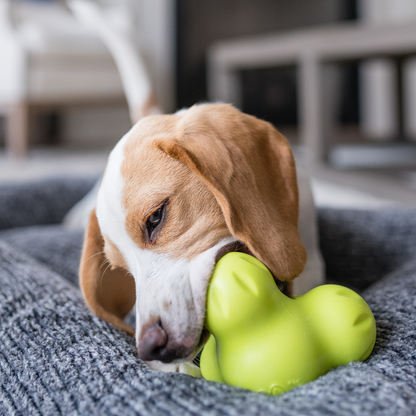 Dog holding a Granny Smith green West Paw Tux treat toy in its mouth.