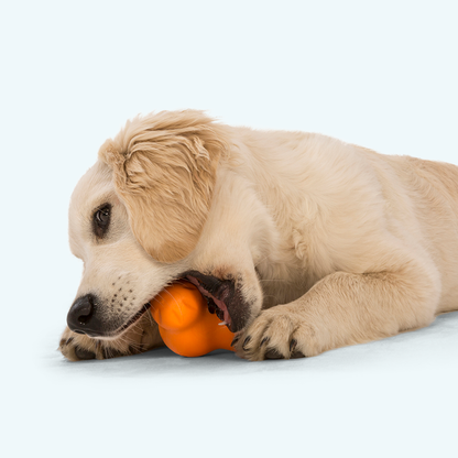 Small dog holding a Tangerine West Paw Tux treat toy in its mouth.