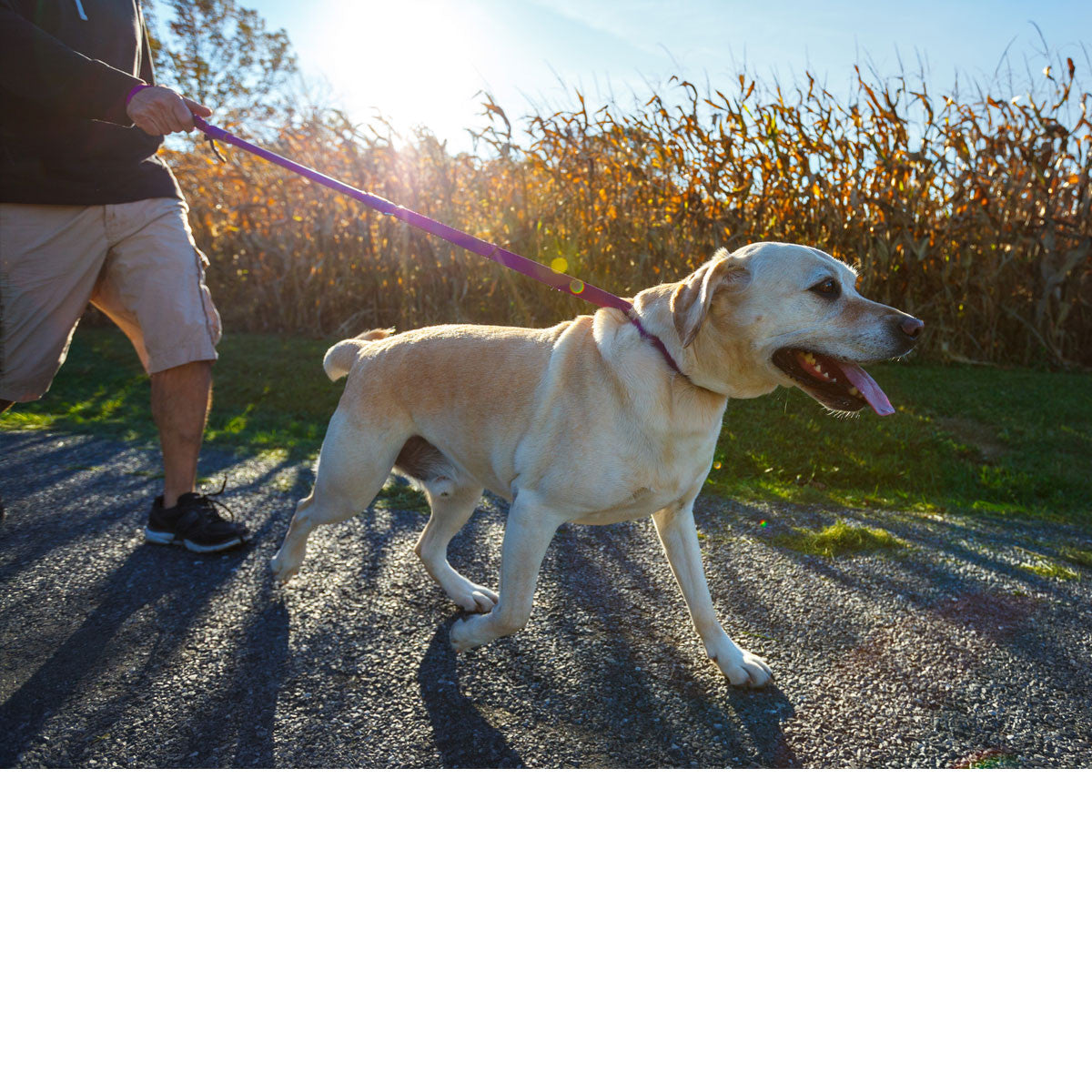 Urban Walk'r Short Stretch Dog Leash