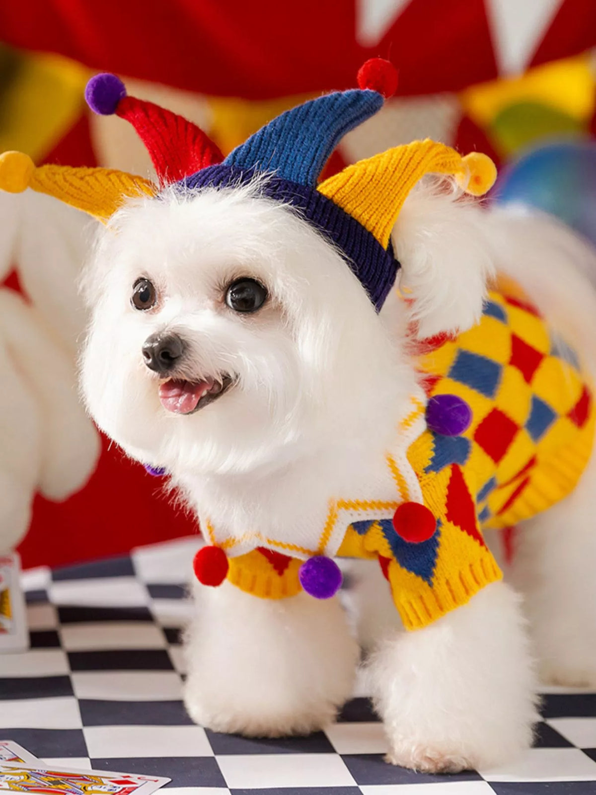 Side view of a small white dog wearing the yellow diamond-pattern sweater and colorful hat.
