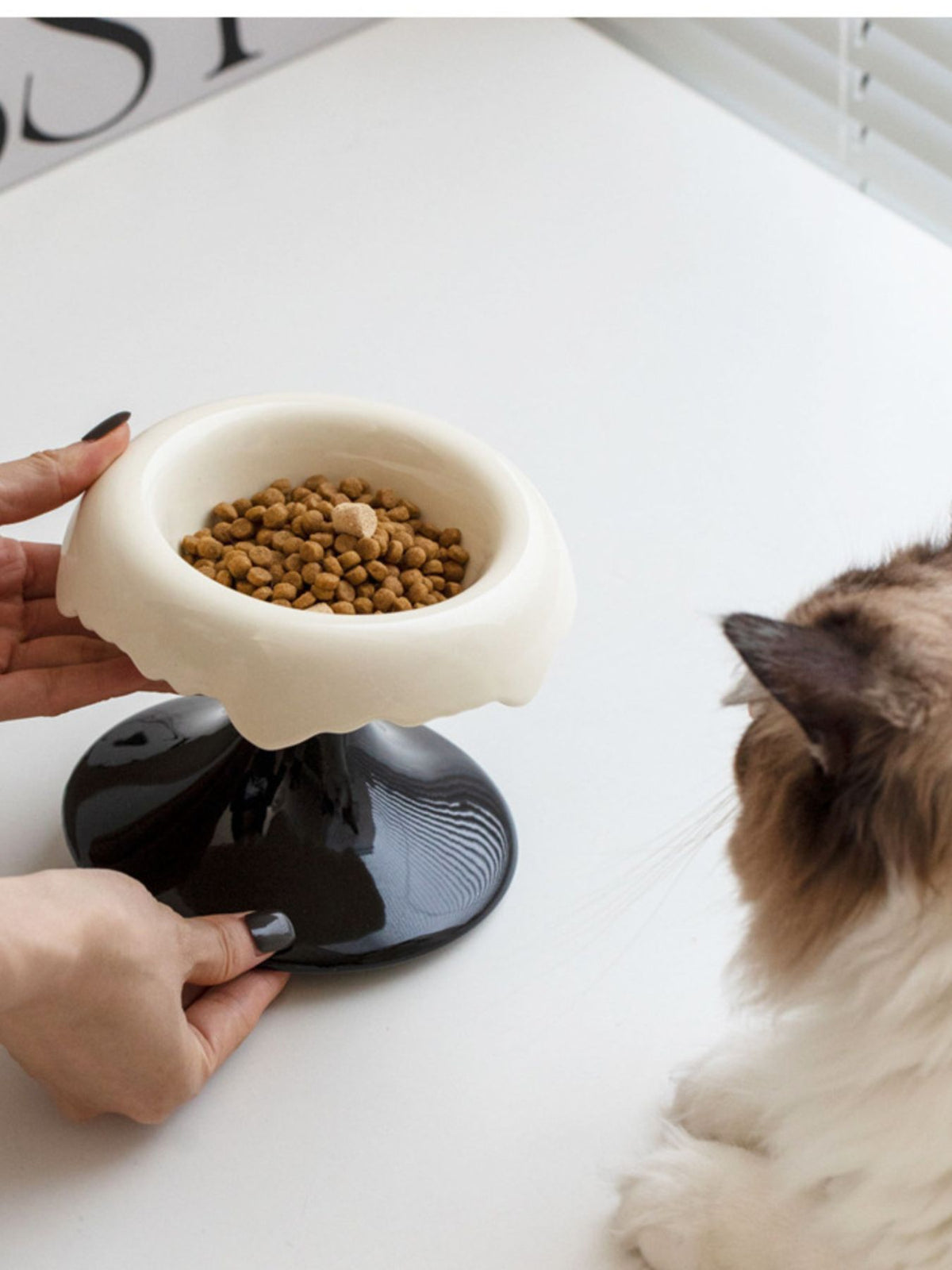 White-and-black elevated bowl shown with pet food beside a cat.