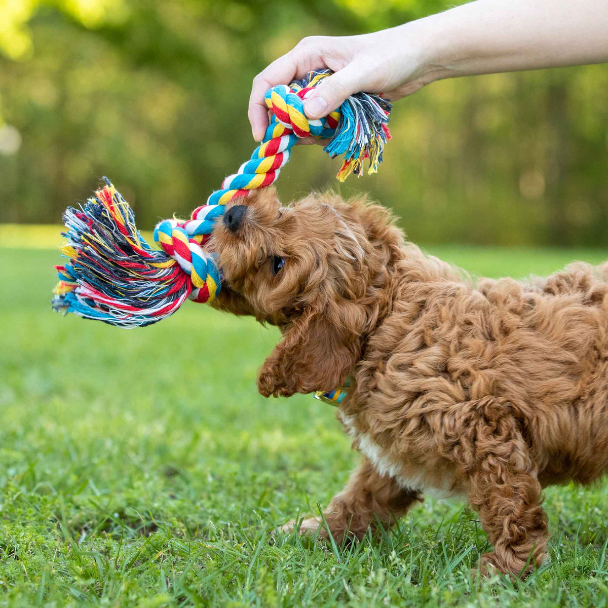 Dog playing with the multicolored rope toy during supervised tug play.