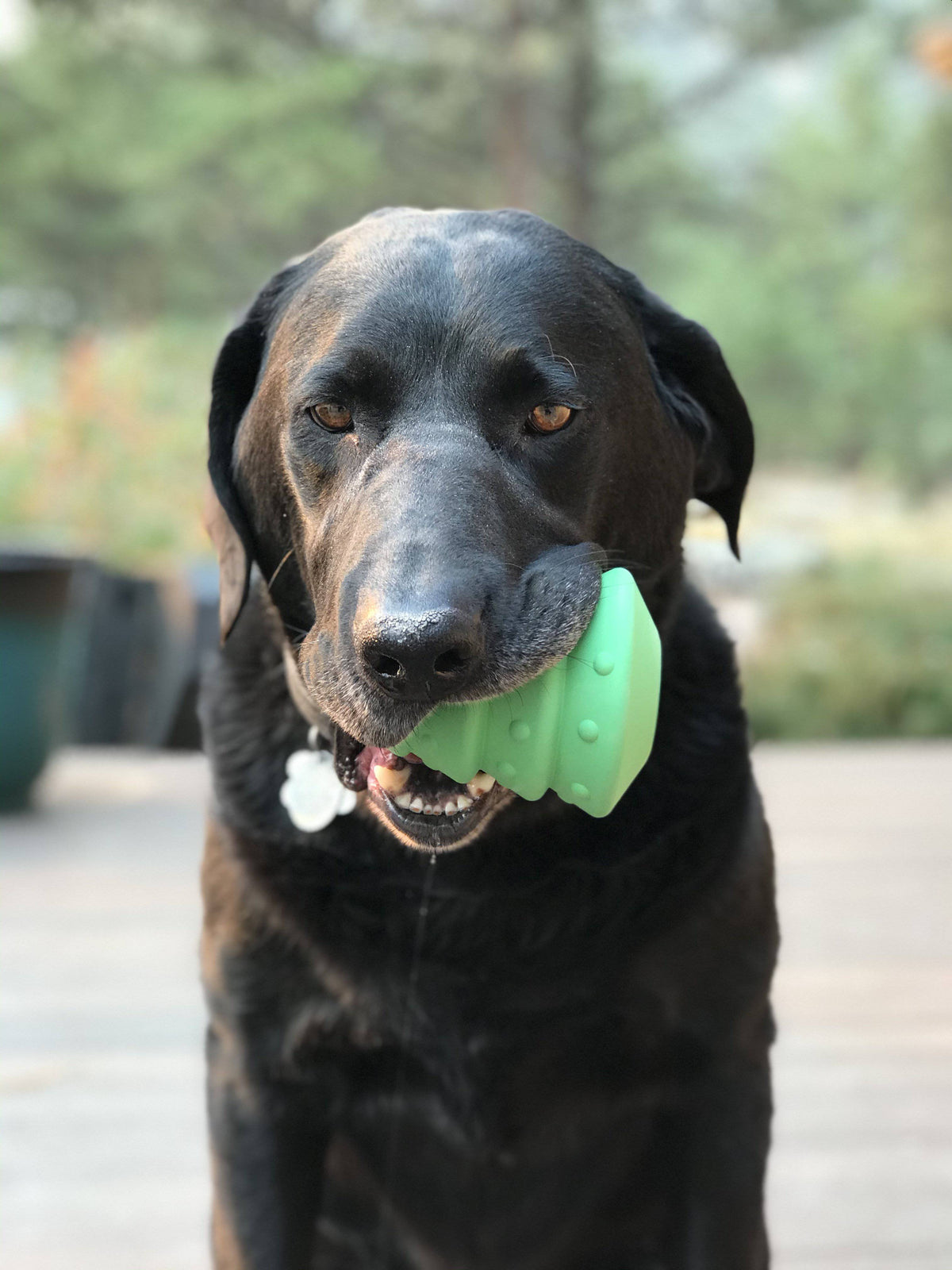 Dog carrying the green Christmas Tree toy outdoors