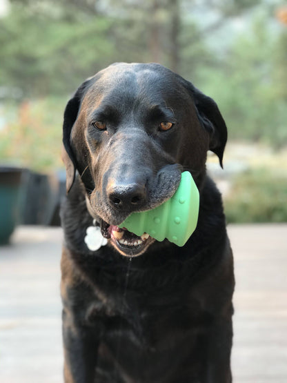 Dog carrying the green Christmas Tree toy outdoors