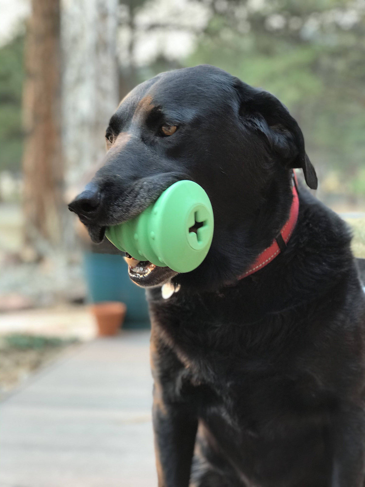 Black dog holding the green Christmas Tree treat dispenser
