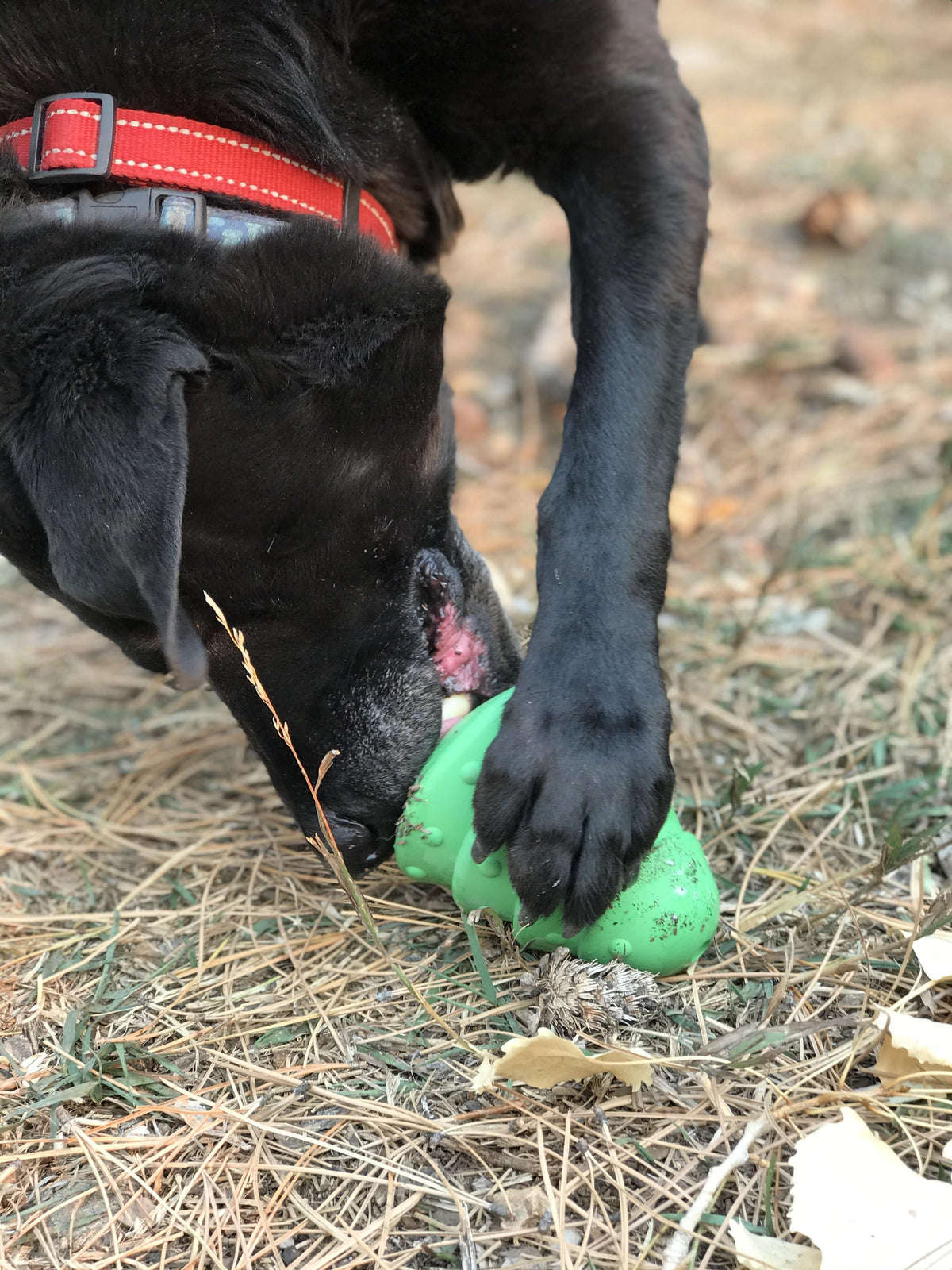 Dog holding the green Christmas Tree toy between its paws outdoors