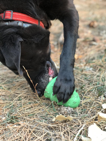 Dog holding the green Christmas Tree toy between its paws outdoors